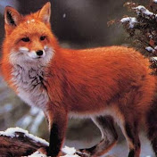 Profile Picture of Enrico Lopes Pavani (@enricolopespavani3069) on Youtube