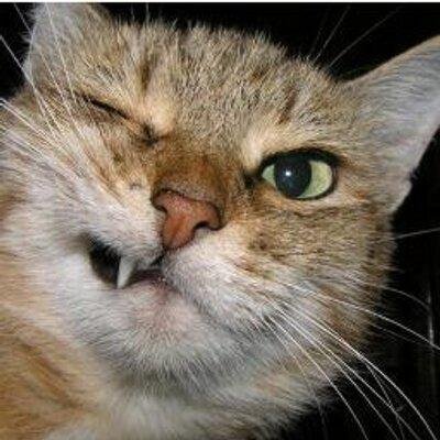 Profile Picture of Cathie A. Neumiller (@@Capt_Neumo) on Twitter