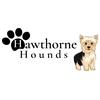 Profile Picture of Emily Clifton (@@hawthornehounds) on Tiktok