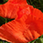 Lys Phan - Flickr Profile Picture of Lys Phan (@myly78) on Flickr