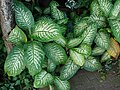 Profile Picture of Dieffenbachia seguineon Wikipedia