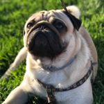 Profile Picture of Samuel Gordon Ramses (@pug_sgramses) on Instagram