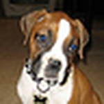 Profile Picture of Mike & Dawn (@boxerlovesbullboxer) on Flickr
