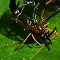Profile Picture of Rachiceruson Wikipedia