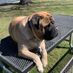 Profile Picture of Michael Marchitto (@bigpapamike2208) on Instagram