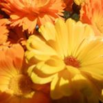 Profile Picture of Cervato Phyllis (@cervato.phyl) on Instagram