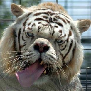 Profile Picture of Chris Waguespackon Twitter