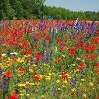 Profile Picture of Phyllis Scroggins (@phyllis-scroggins) on Quora