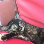 Profile Picture of Stathi Kalcanides (@cuddles_the_cuddly_cat) on Instagram