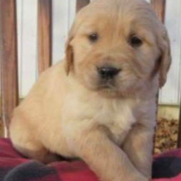 Profile Picture of Crystal Pimental (@ilovepink25266) on Poshmark