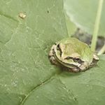 Profile Picture of Paul Denison (@legalize_recreational_scooters) on Instagram