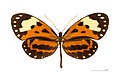 Profile Picture of Hypothyrison Wikipedia