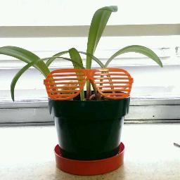 Profile Picture of Jeffrey The Plant (@jeffreytheplant) on Twitter