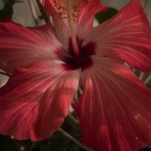 Profile Picture of Tanya Huffman (@tj71) on Poshmark