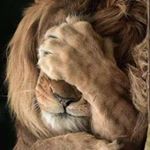 Profile Picture of David Jutras (@dadajudo) on Instagram