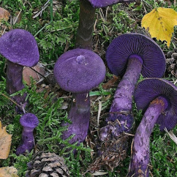 Profile Picture of Victoria Hinchman (@v1ct0) on Poshmark