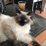 Profile Picture of Rose DiPietro Peter (@dipietropeter) on Instagram