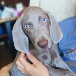 Profile Picture of Soy Max un Braco de Weimar (@unbracoenmadrid) on Instagram