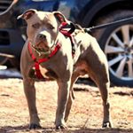 Profile Picture of Sir Cedric Gibbons (@cedricthepitbull) on Instagram