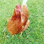 Profile Picture of Rachael Healey (@healeyrachs) on Instagram