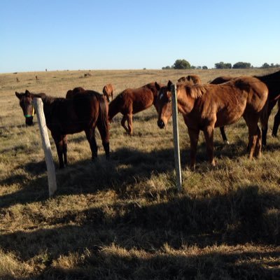 Profile Picture of Alvaro De Mattos (@HarasAdema) on Twitter