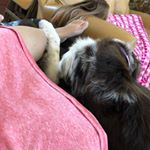 Profile Picture of Sheri And The Dogs (@hazelpuppygustafson) on Instagram