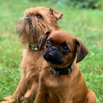 Profile Picture of Ryan & Sherif Shon (@bob_griffons) on Instagram