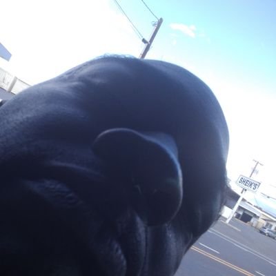 Profile Picture of Emperor GiKiCi KinKoa NiBits=) (@satancupidsatan) on Twitter