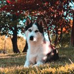 Profile Picture of Jessica Molnár (@_jessthehusky_) on Instagram