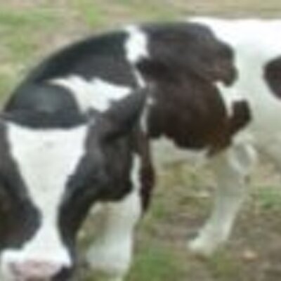 Profile Picture of Fred Golden (@handymanfred) on Twitter