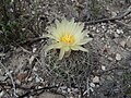 Profile Picture of Coryphantha delicataon Wikipedia