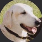 Profile Picture of Sal Rego (@salrego1) on Instagram