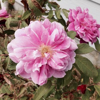 Profile Picture of Anna J Lindquist (@Tronx) on Twitter