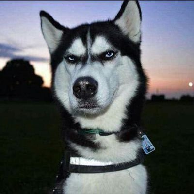 Daniel Hale Comstock - Twitter Profile Picture of Daniel Hale Comstock (@Sr_halecomstock) on Twitter