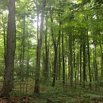 Profile Picture of Amanda Ison (@life_as_a_panda19) on Instagram