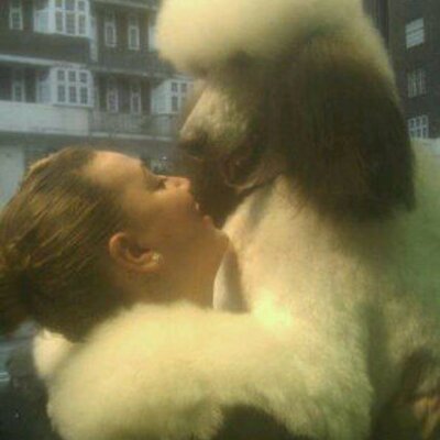 Profile Picture of Sara Hussein (@k9stylist) on Twitter