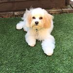 Profile Picture of Ralphie (@rendezvouswithralphie) on Instagram