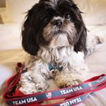 Profile Picture of Theodore the Shih Tzu (@theodorepatton) on Instagram