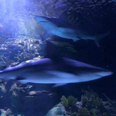 Profile Picture of Armando Carbonell (@iacarbonell) on Twitter