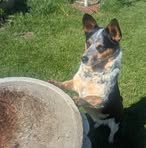 Profile Picture of Chuck Bridges (@chuck.bridges.7) on Facebook