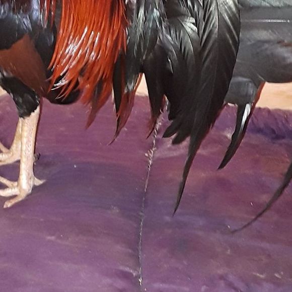 Profile Picture of Jander Munoz (@jandermunoz07) on Poshmark