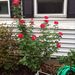Profile Picture of Betty Ann McMahon (@bet1913) on Pinterest