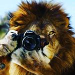 Profile Picture of Maurice Mitchell (@lionlens0723) on Instagram