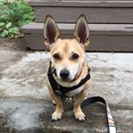 Profile Picture of Dog Rudy (@dogrudygram) on Instagram
