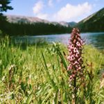 Profile Picture of Ivy Phillips (@wildwomanflowers) on Instagram