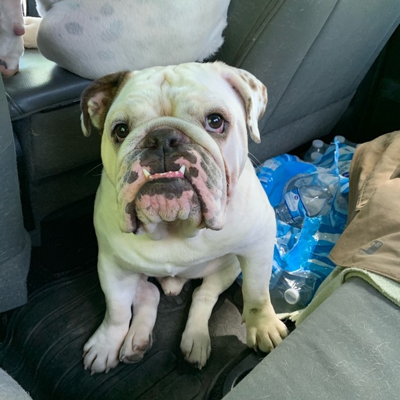 Profile Picture of Darla Berton (@darbe477) on Poshmark