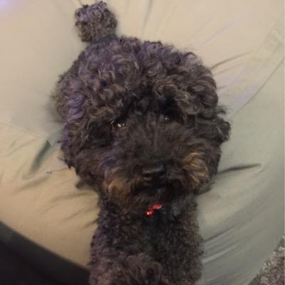 Profile Picture of Iris Yu (@irisyu729) on Twitter