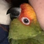 Profile Picture of Andrew Dwyer- the conure (@andy.the.gold) on Instagram