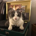 Profile Picture of Nicholas Pahl (@j.x.holiday) on Instagram