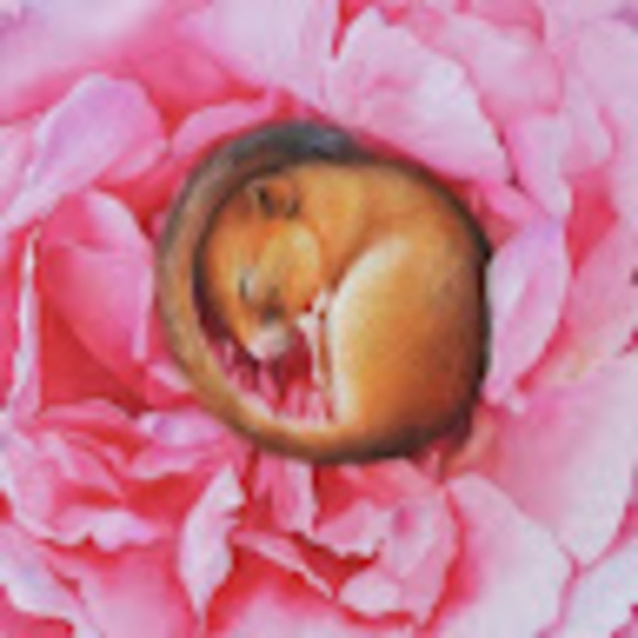 Profile Picture of Lily Schneider (@lilyschneider72) on Poshmark